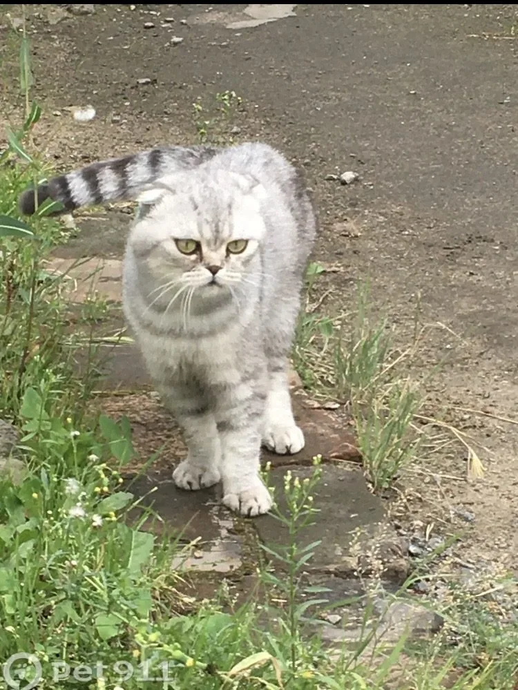 Пропала кошка в Омске — фото питомца
