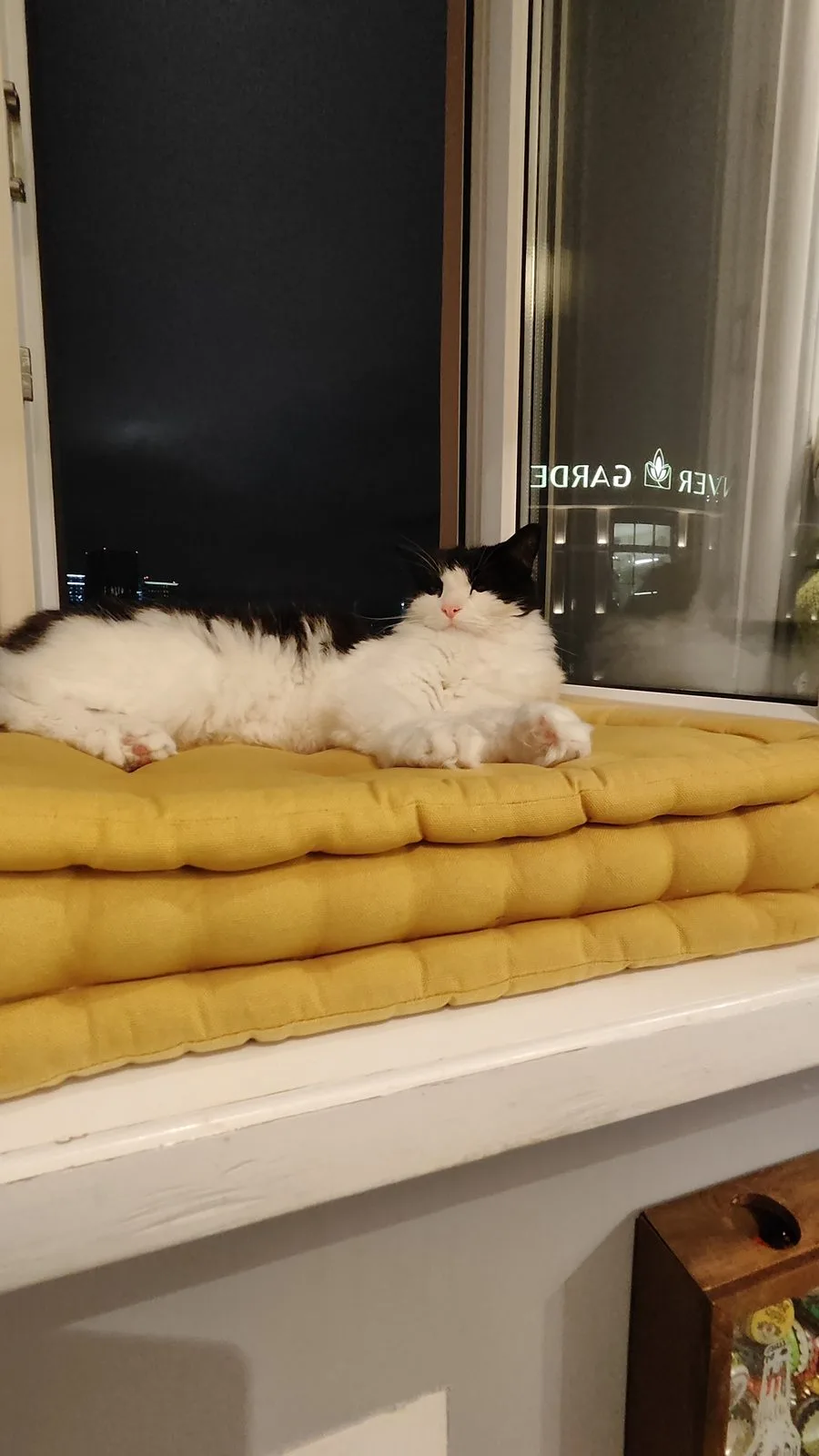 Пропала кошка в Москве — фото питомца