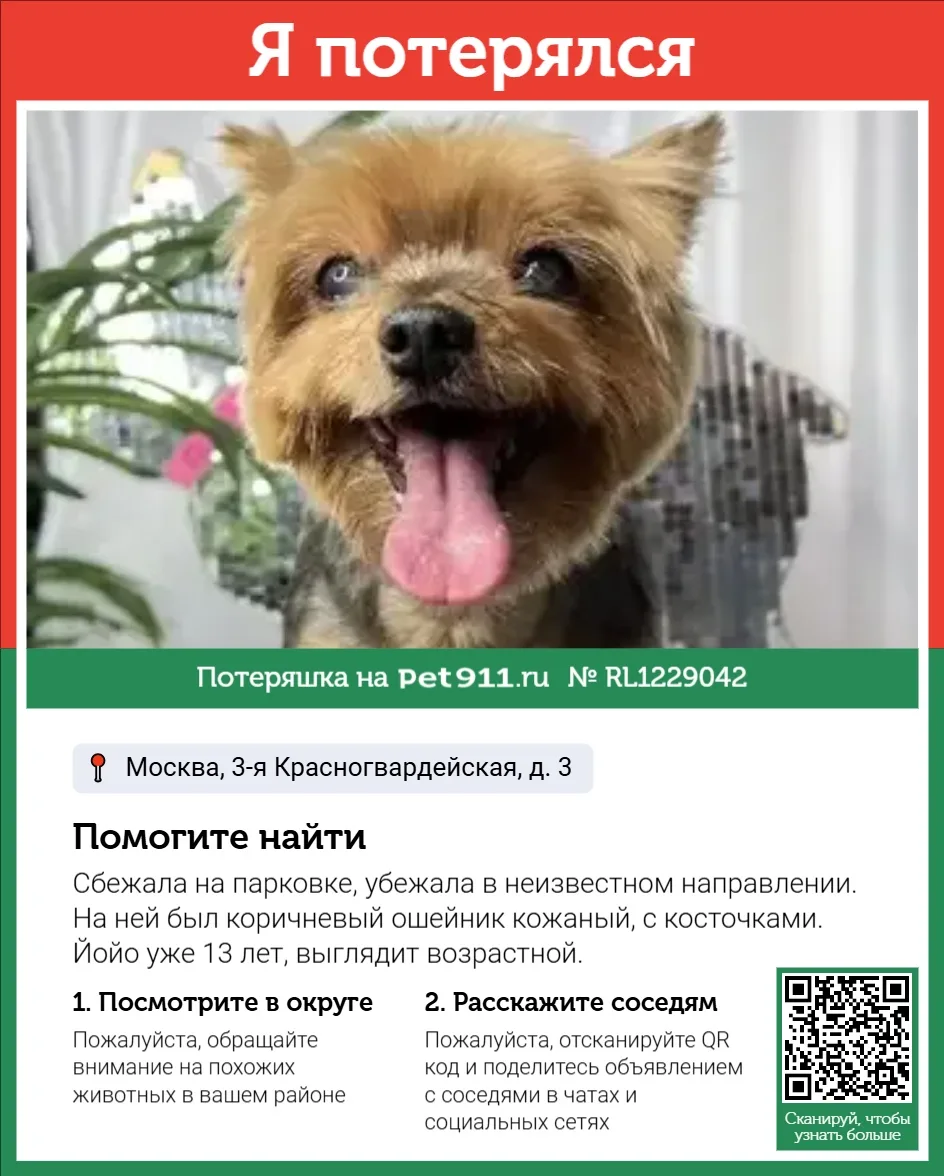 Найдена собака в Майкопе — фото питомца