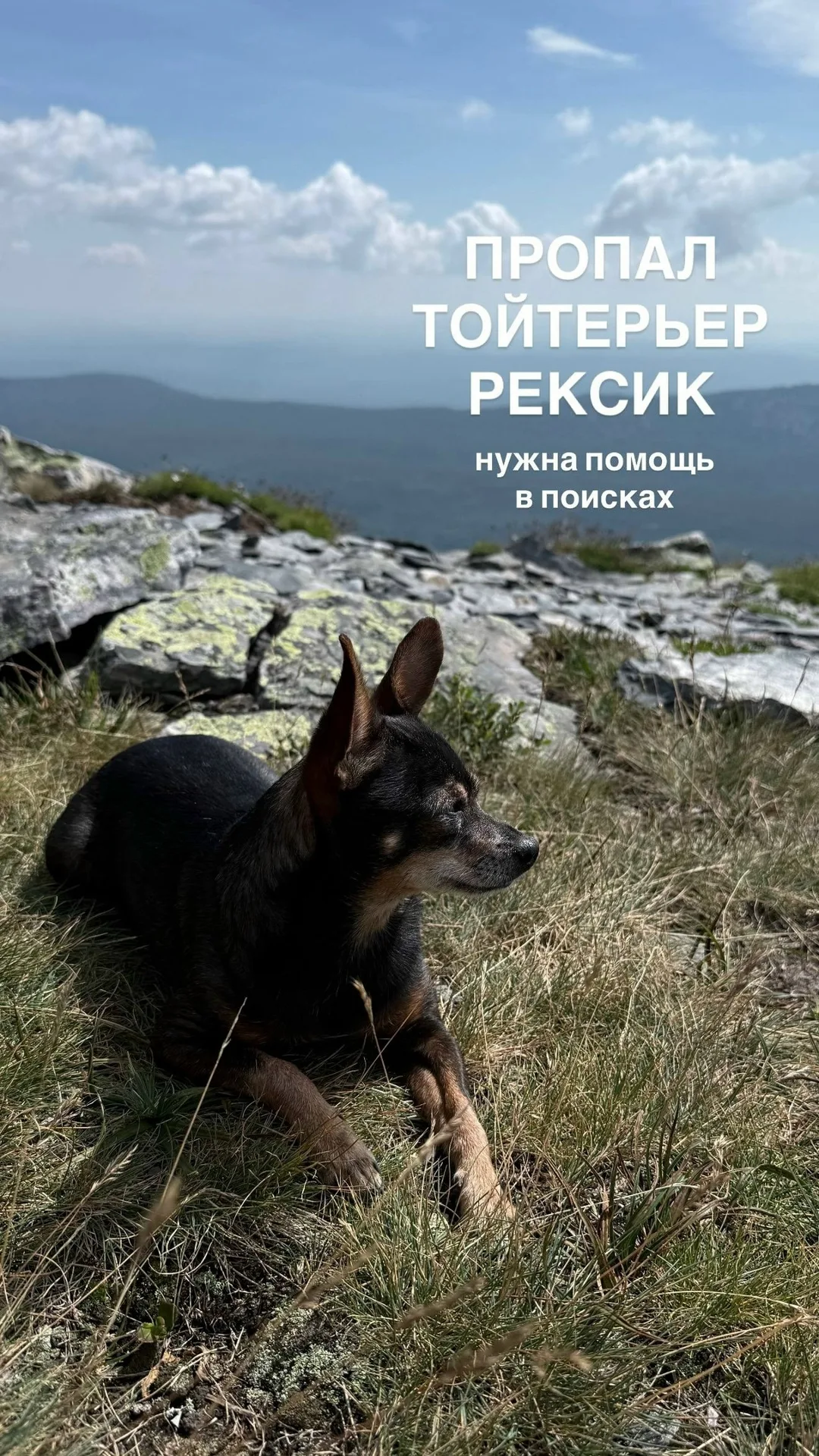 Найдена собака в Перми — фото питомца