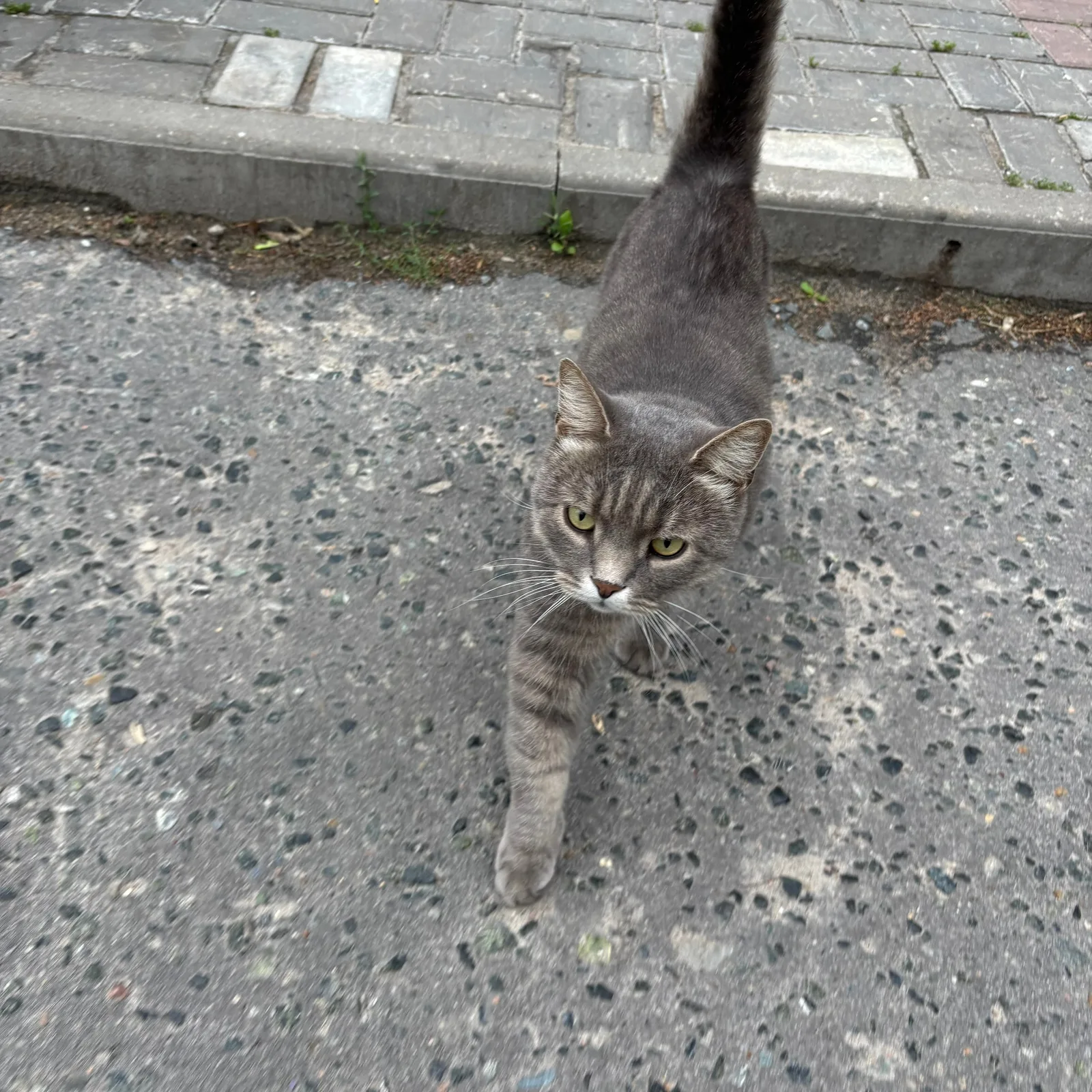 Найдена кошка в Коломне — фото питомца