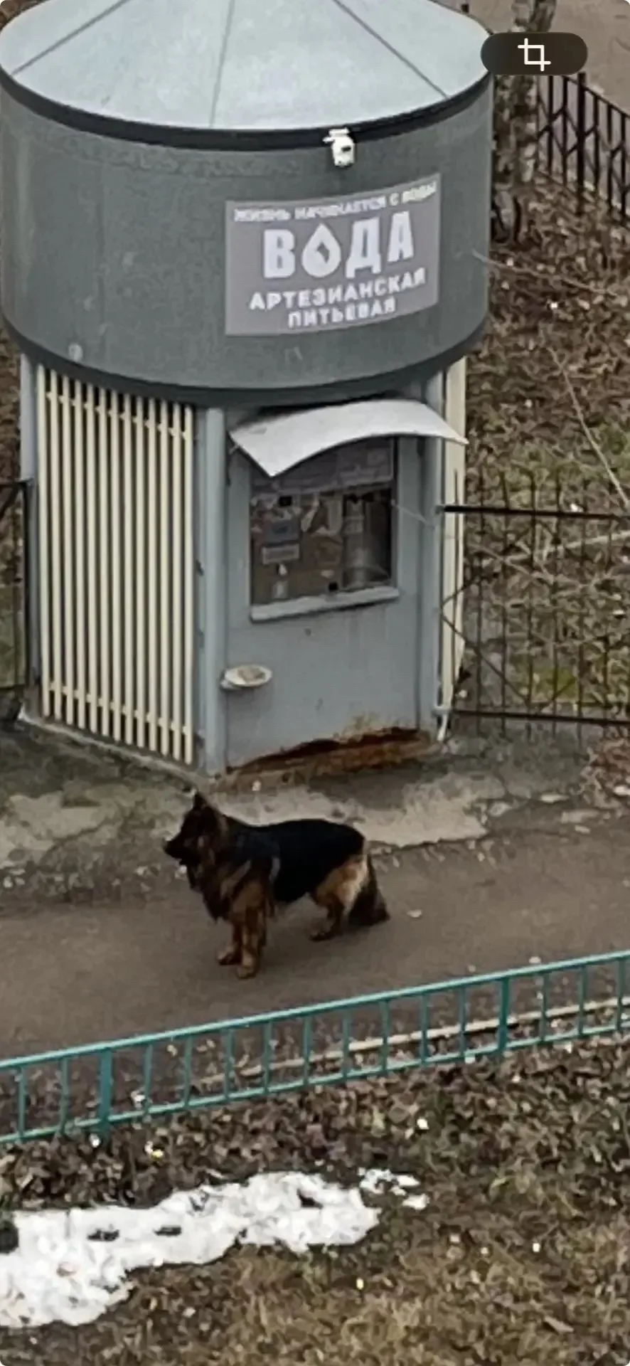 Найдена собака в Перми — фото питомца