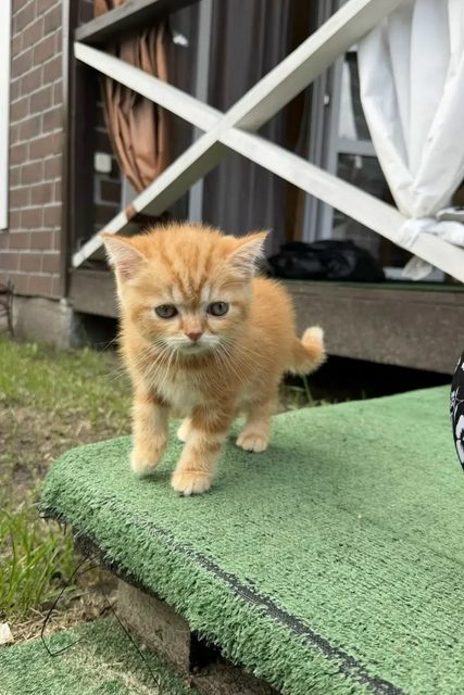 Пропала кошка в Сургуте — фото питомца
