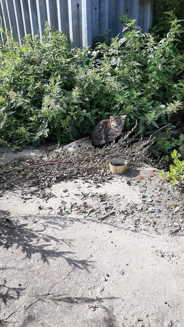 Пропала кошка в Архангельске — фото питомца