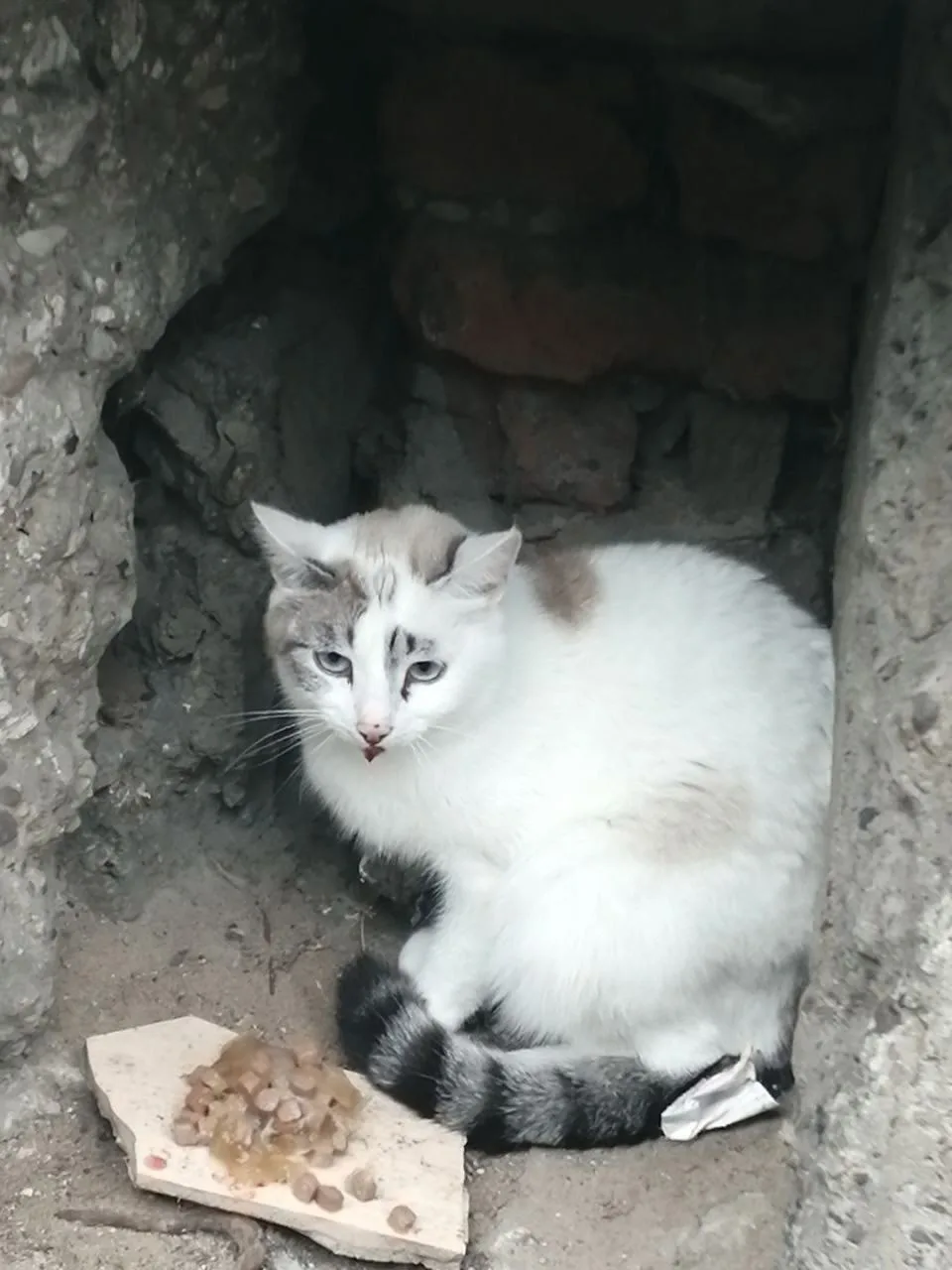 Найдена кошка в Перми — фото питомца