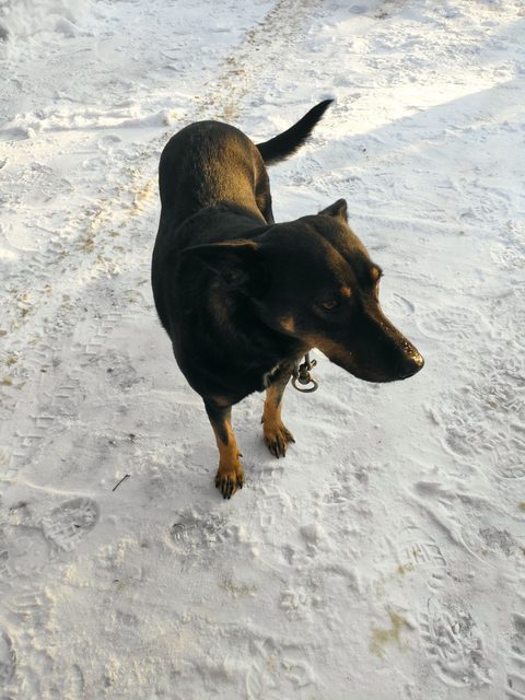 Пропала собака в Чехове — фото питомца