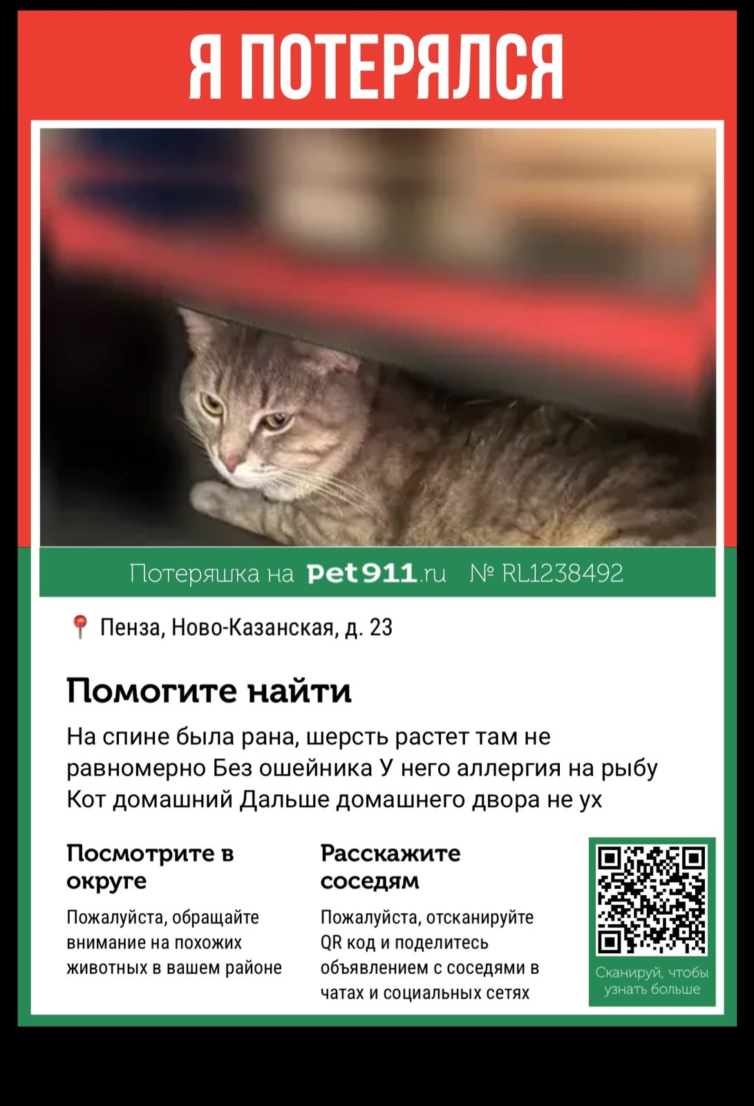 Пропала кошка в Пензе — фото питомца