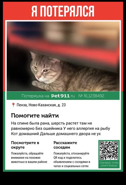 Пропала кошка в Пензе — фото питомца