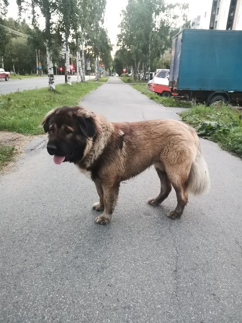 Объявление о питомце в Архангельске — фото питомца