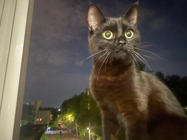 Пропала кошка в Нижнекамске — фото питомца
