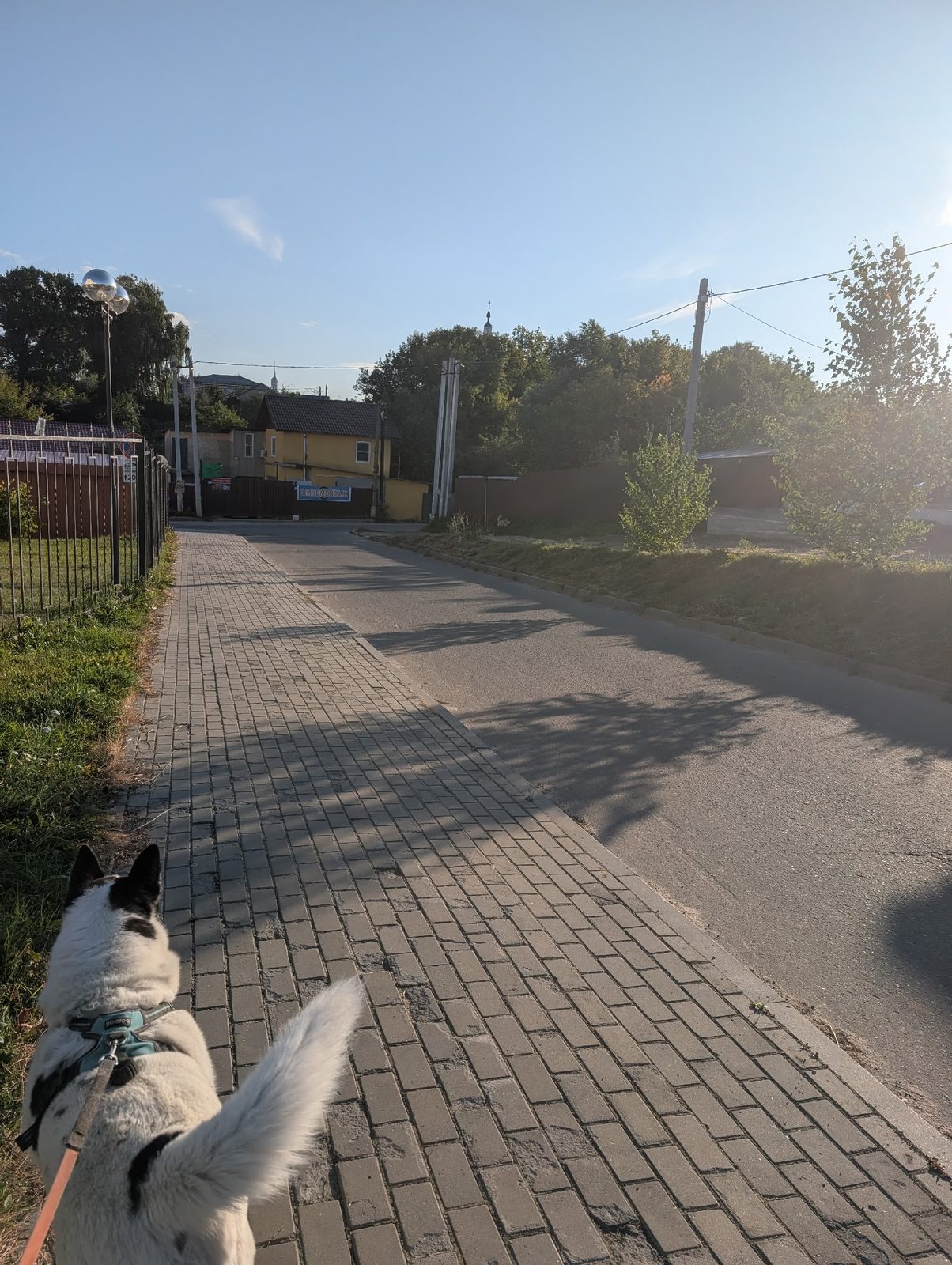 Найдена собака в Коломне — фото питомца