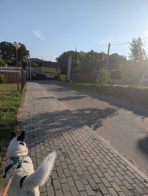 Найдена собака в Коломне — фото питомца