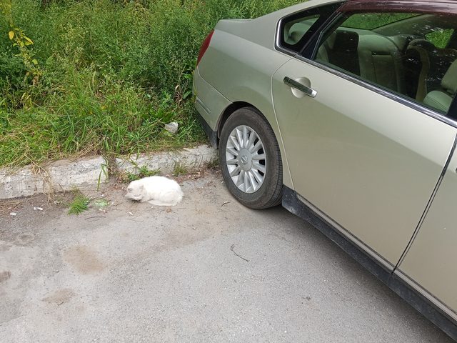 Найдена кошка в Бердске — фото питомца