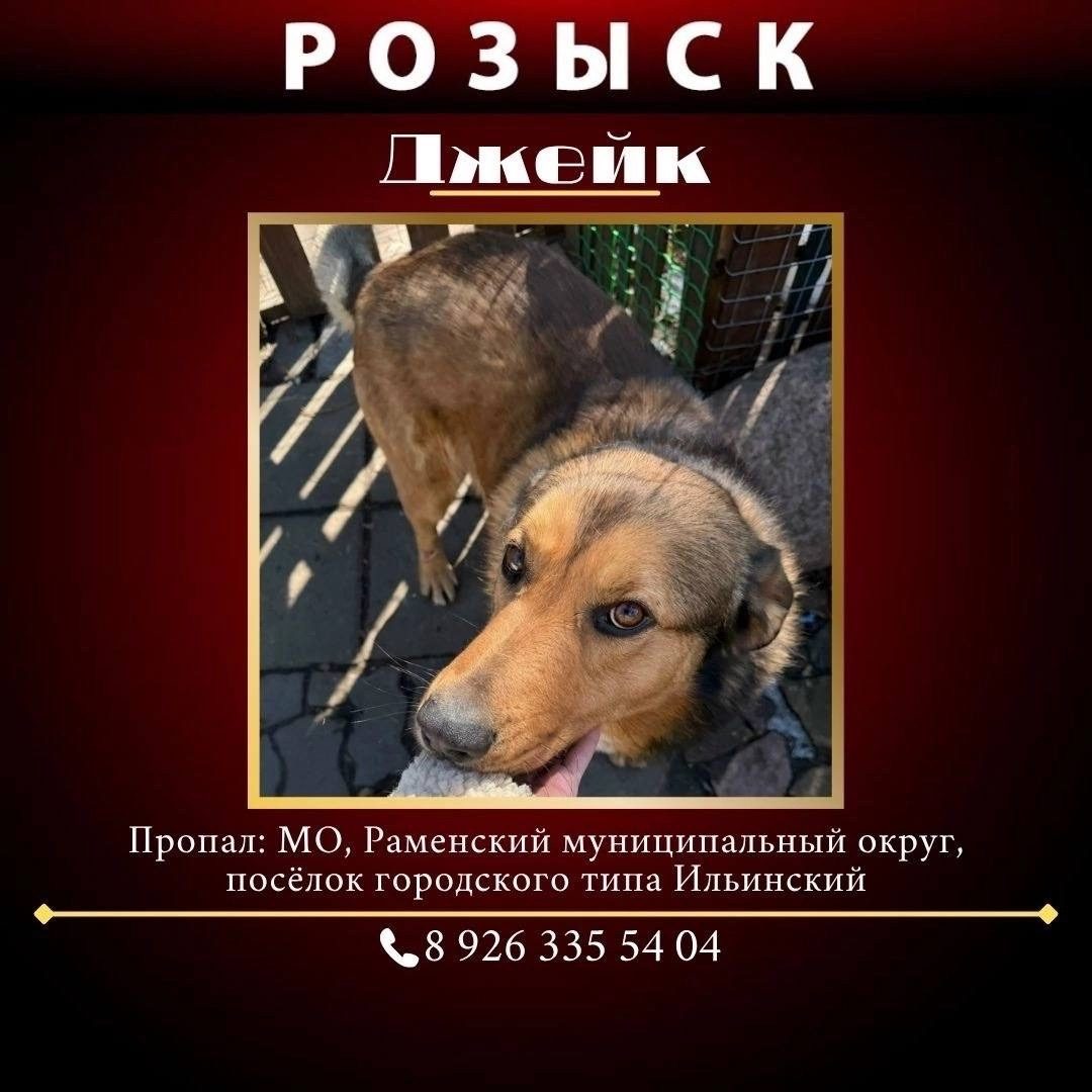 Пропала собака в Раменском — фото питомца
