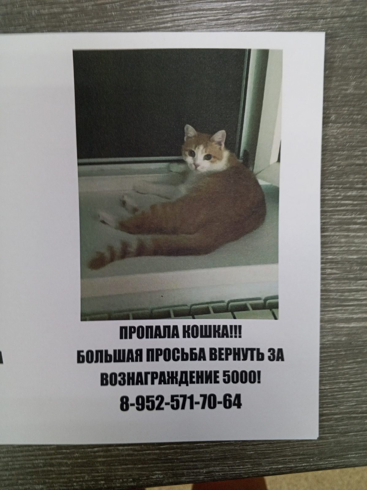 Пропала кошка в Таганроге — фото питомца