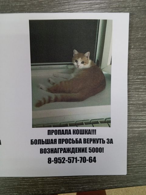Пропала кошка в Таганроге — фото питомца