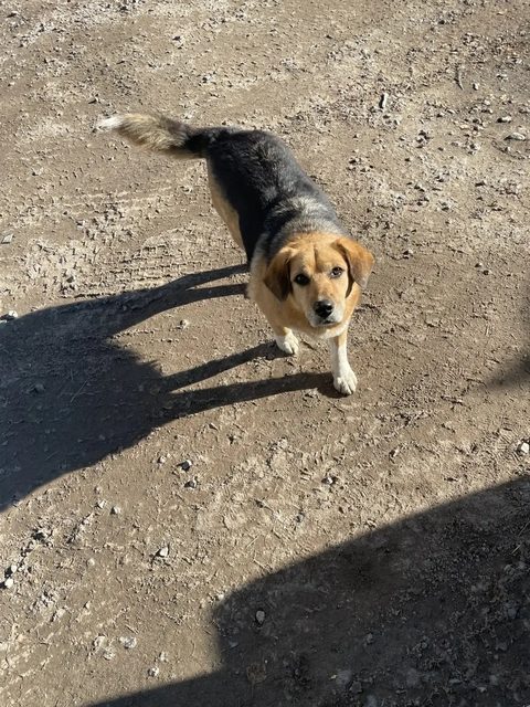 Пропала собака в Вологде — фото питомца
