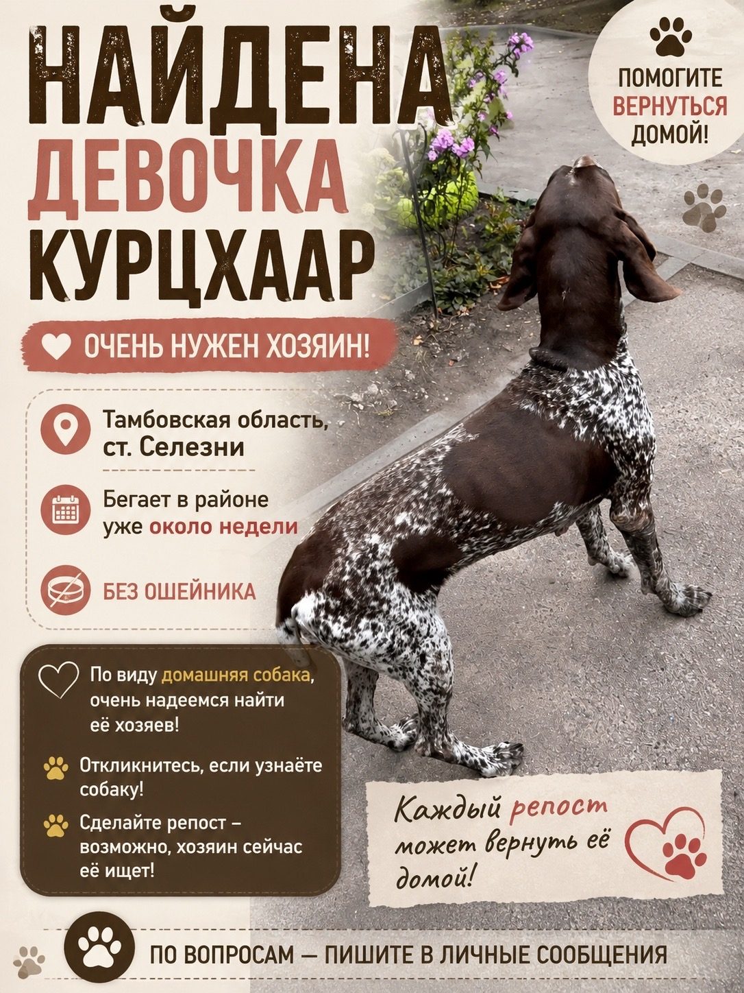 Найдена собака в Тамбове — фото питомца