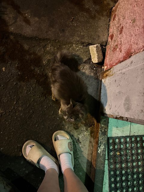 Пропала кошка в Лобне — фото питомца