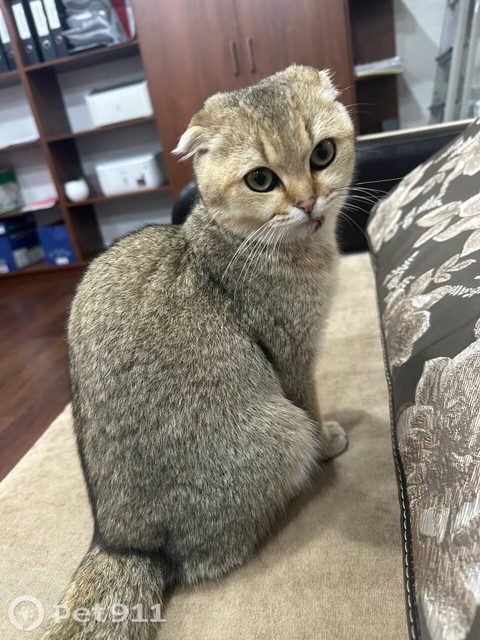 Найдена кошка в Нальчике — фото питомца