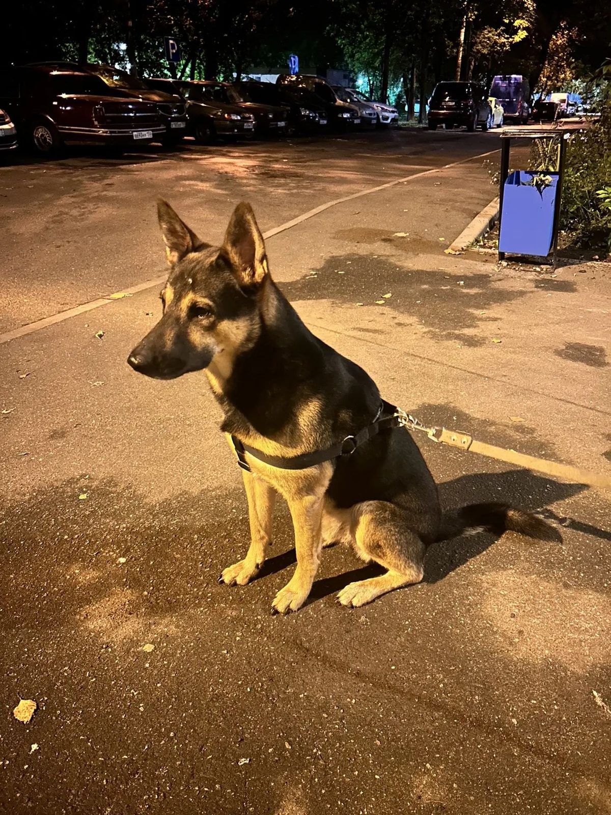 Найдена собака в Москве — фото питомца
