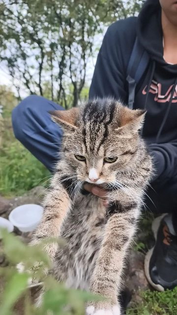 Найдена кошка в Мурманске — фото питомца