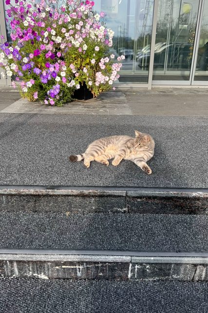 Найдена кошка в Сургуте — фото питомца