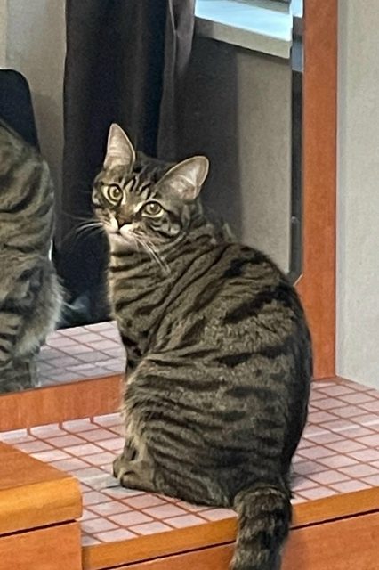 Пропала кошка в Чите — фото питомца