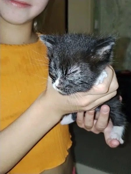 Найдена кошка в Костроме — фото питомца