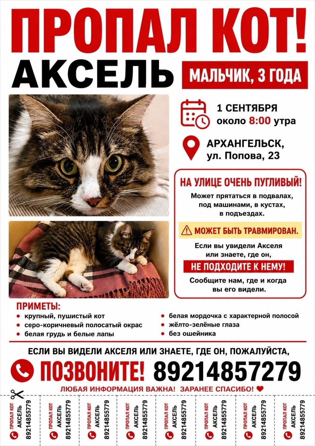 Пропала кошка в Архангельске — фото питомца