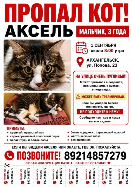 Пропала кошка в Архангельске — фото питомца