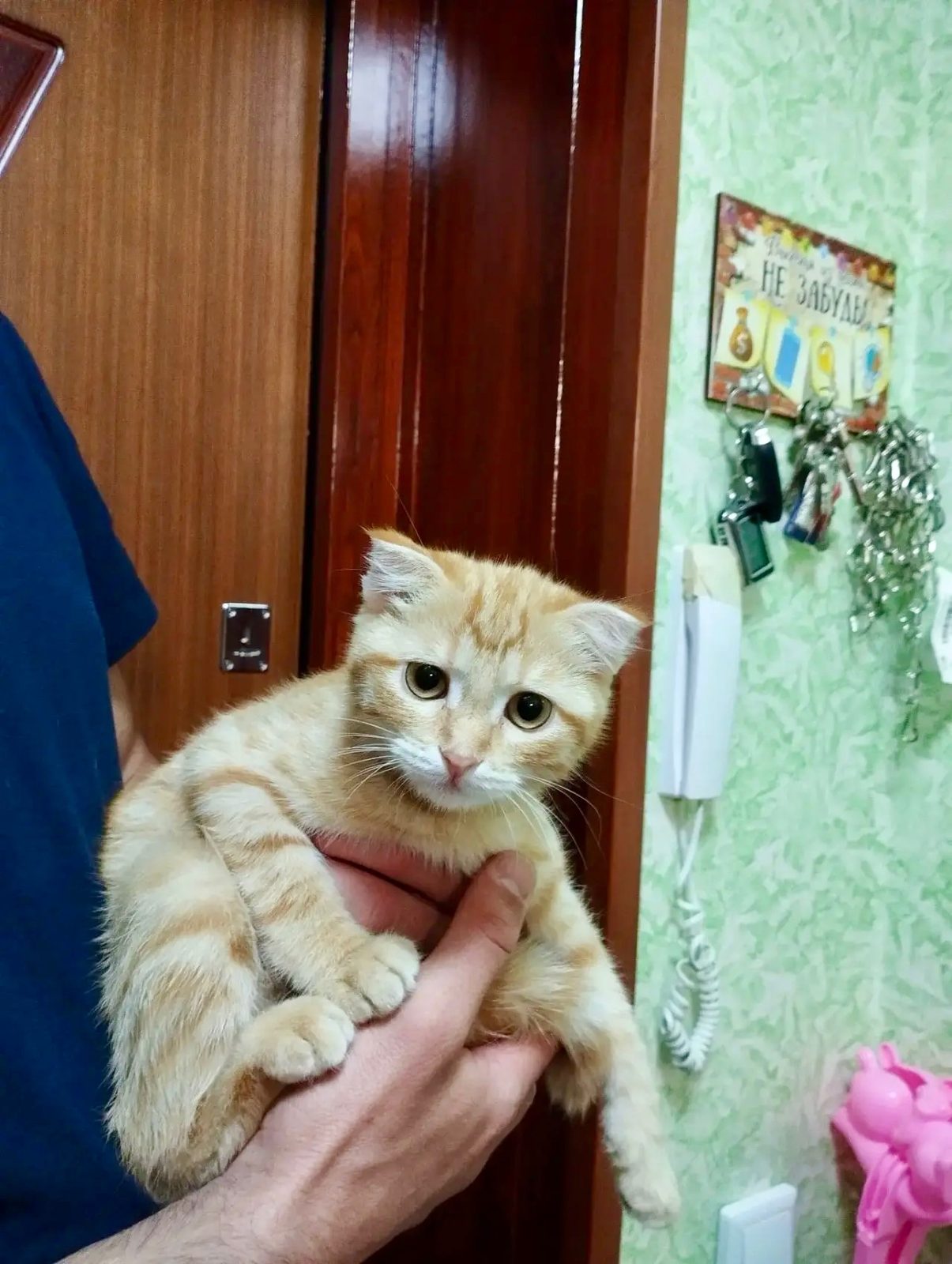Найдена кошка в Тамбове — фото питомца