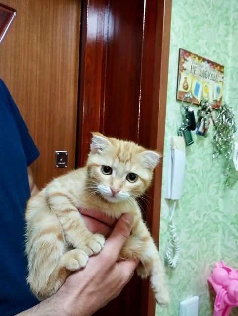 Найдена кошка в Тамбове — фото питомца