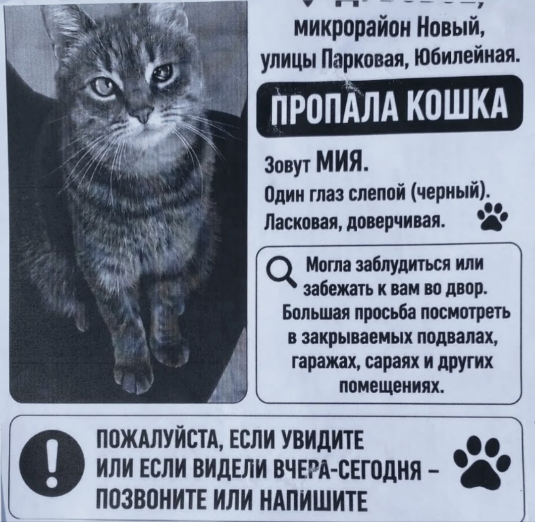 Пропала кошка в Белгороде — фото питомца