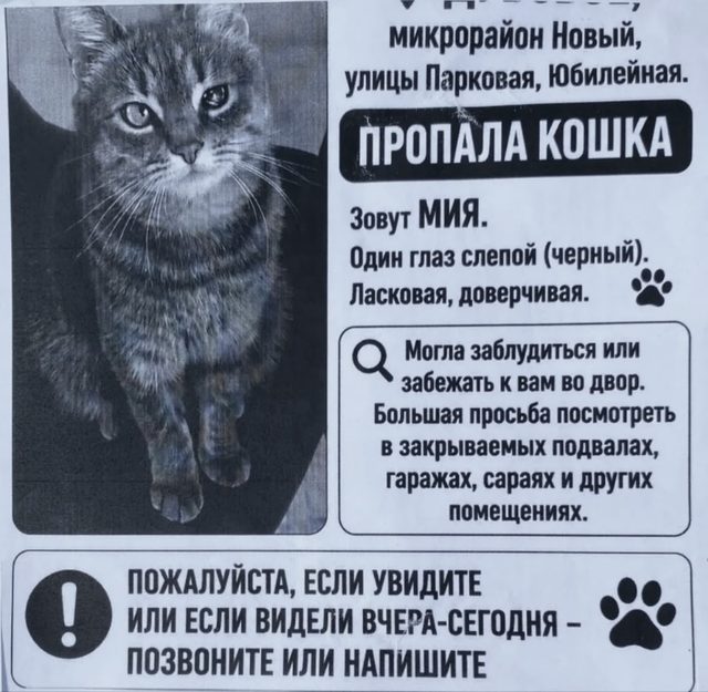 Пропала кошка в Белгороде — фото питомца