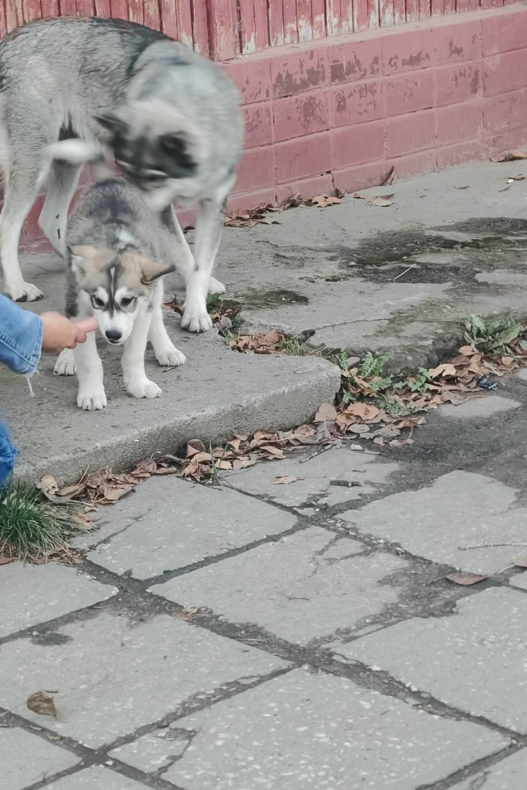 Пропала собака в Коломне — фото питомца