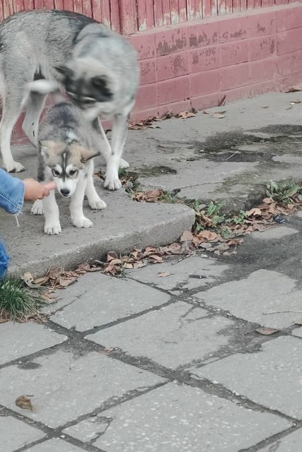 Пропала собака в Коломне — фото питомца
