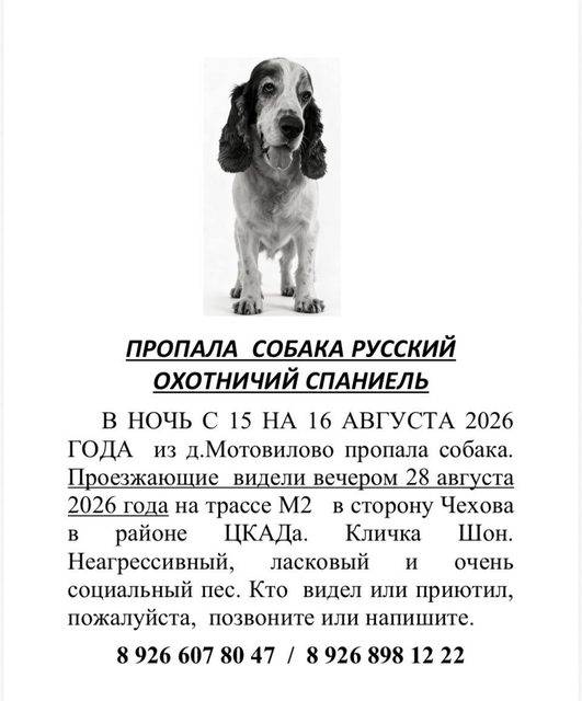 Пропала собака в Чехове — фото питомца