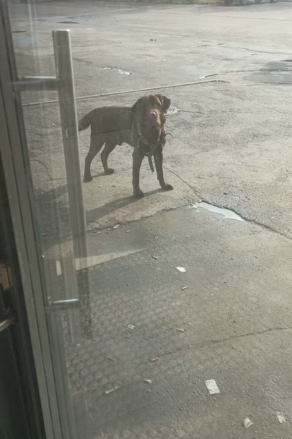 Пропала собака в Вологде — фото питомца
