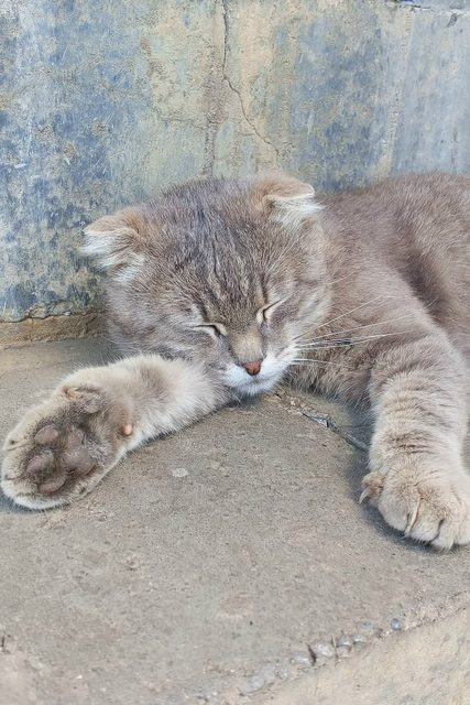 Пропала кошка в Белгороде — фото питомца