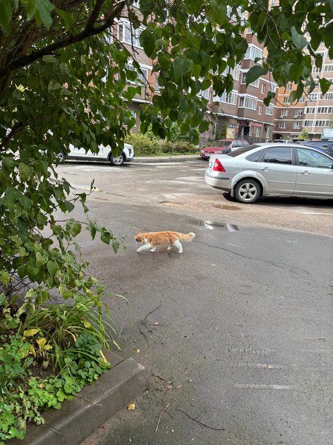 Пропала кошка в Лобне — фото питомца