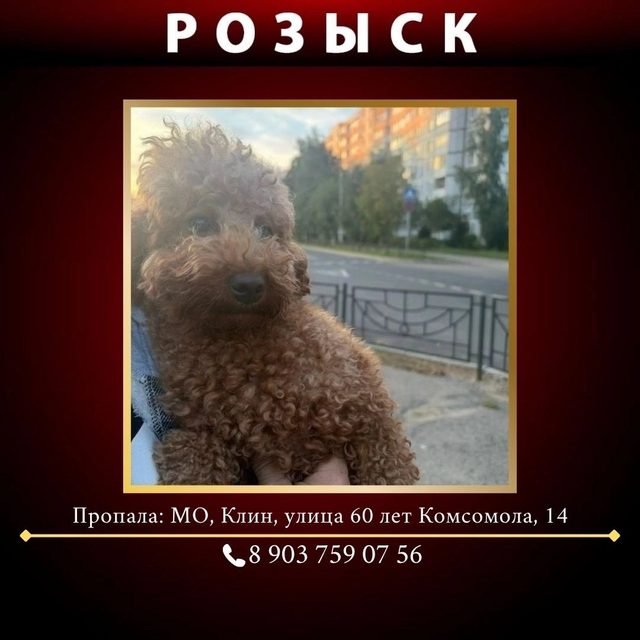Пропала собака в Клине — фото питомца