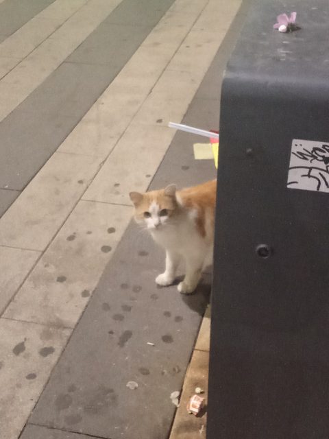 Найдена кошка в Курске — фото питомца