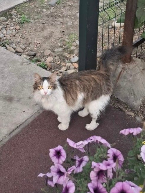 Найдена кошка в Иркутске — фото питомца