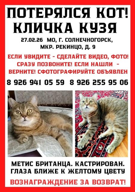 Пропала кошка в Солнечногорске — фото питомца