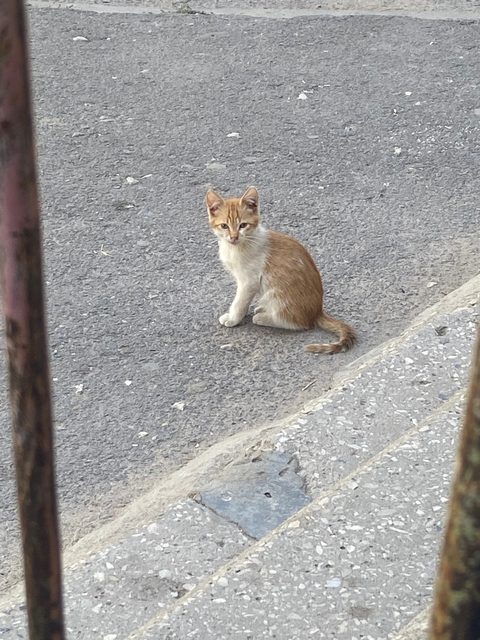 Пропала кошка в Волжском — фото питомца