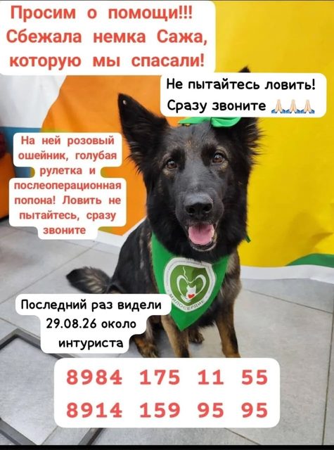 Найдена собака в Хабаровске — фото питомца