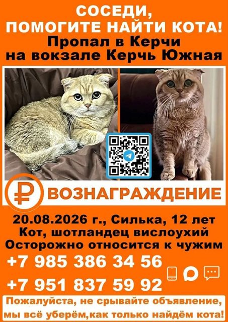 Пропала кошка в Керчи — фото питомца