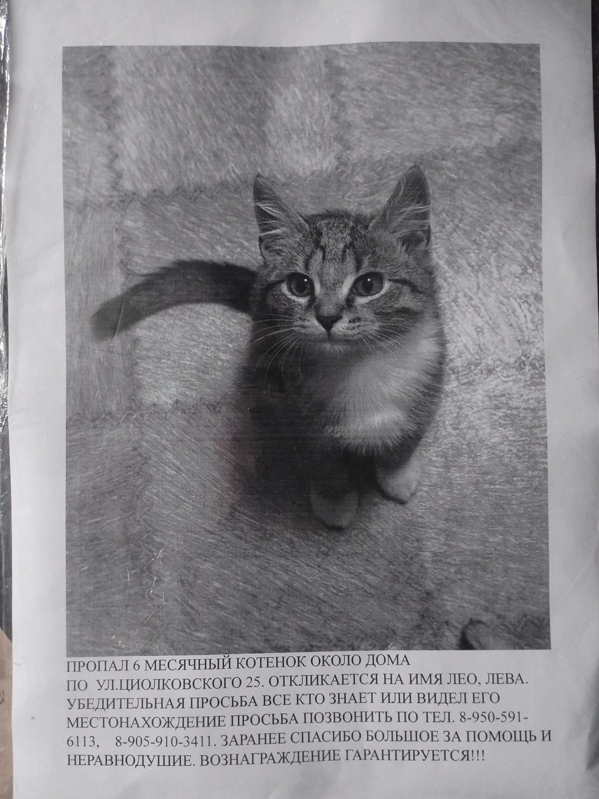 Пропала кошка в Новокузнецке — фото питомца