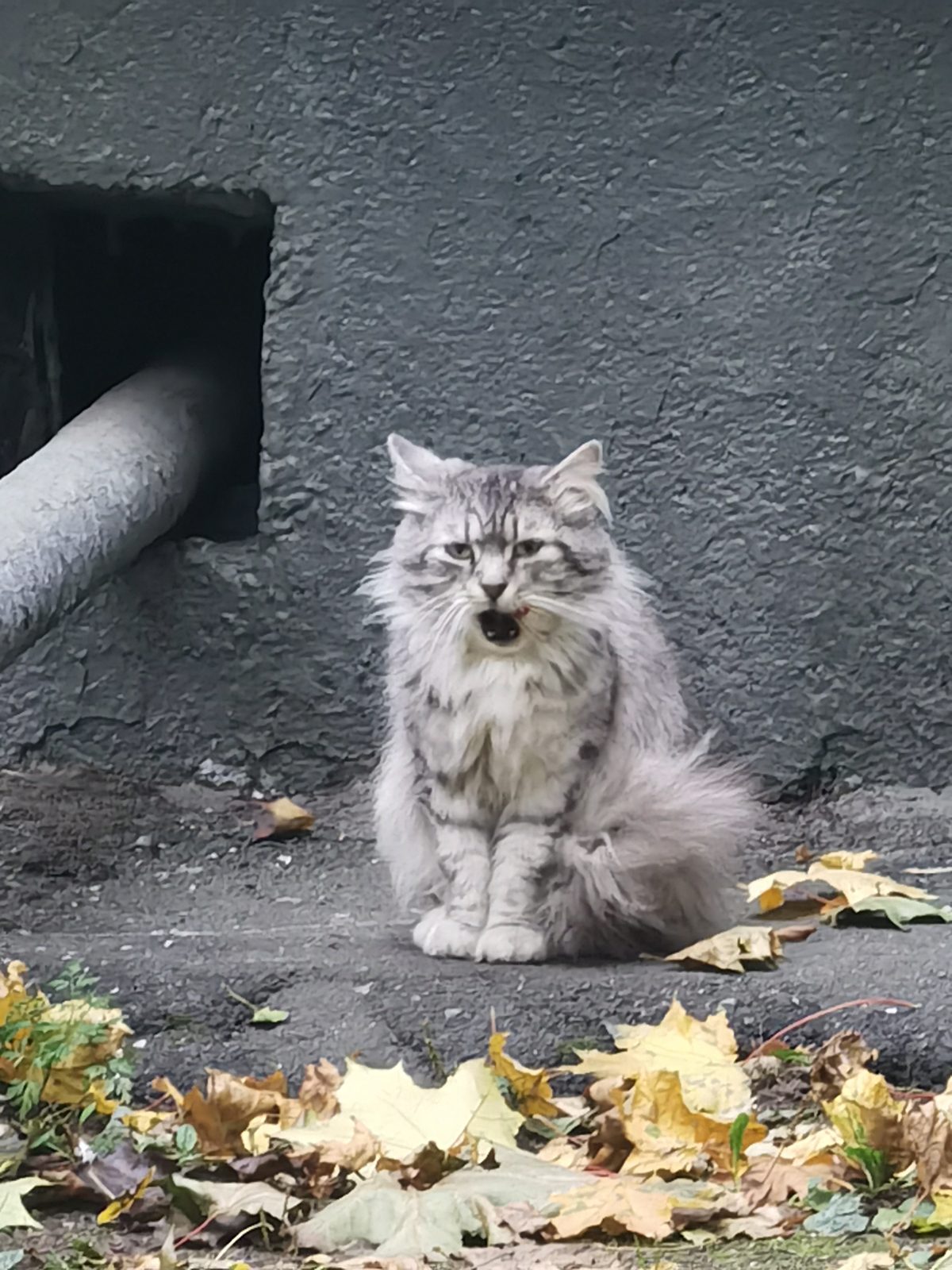 Найдена кошка в Москве — фото питомца